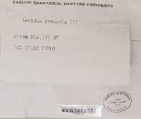 Amygdalaria panaeola image