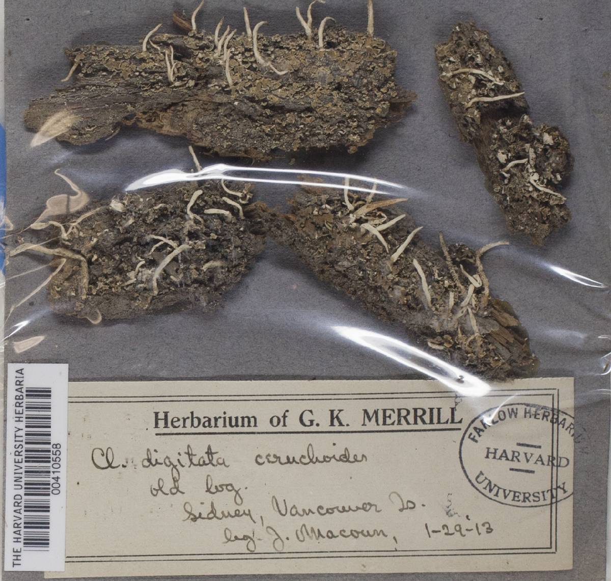 Cladonia digitata var. ceruchoides image
