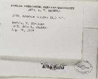 Graphis scripta image