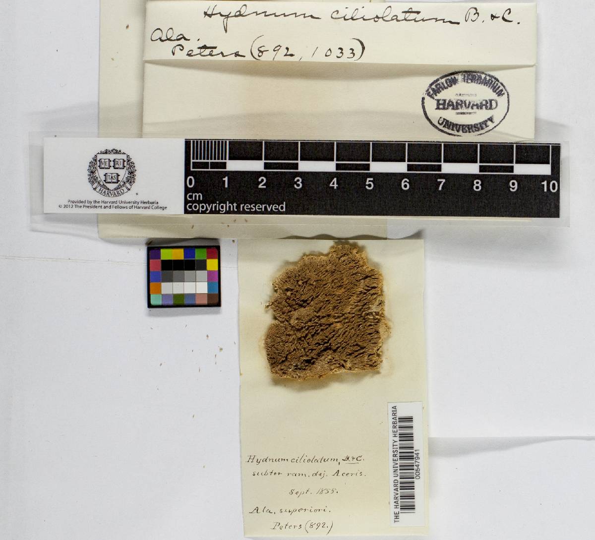 Steccherinum ciliolatum image