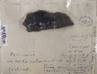 Hydropunctaria maura image