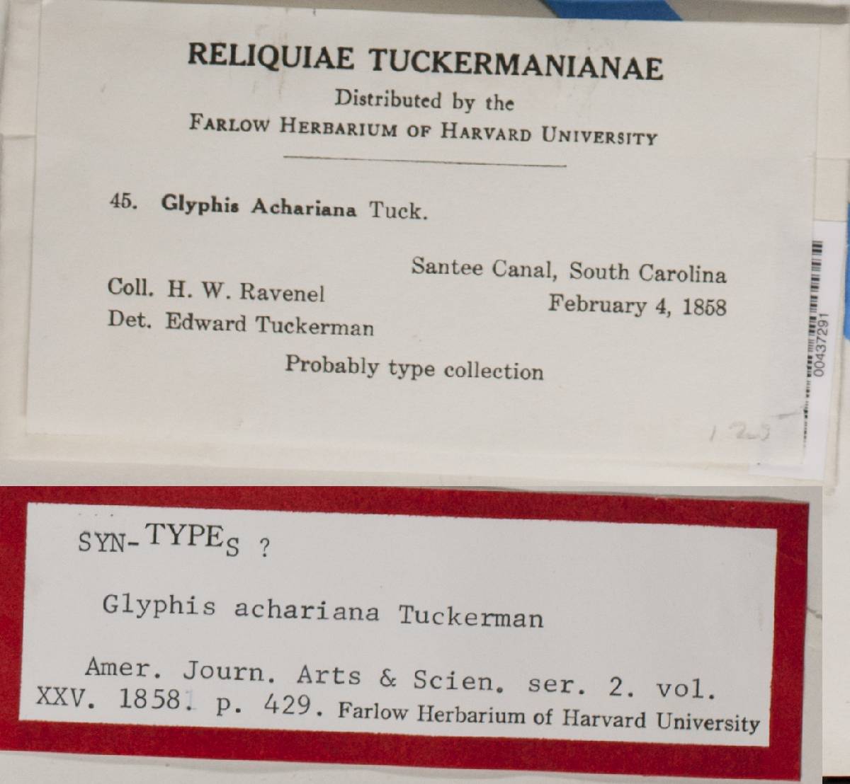 Glyphis achariana image