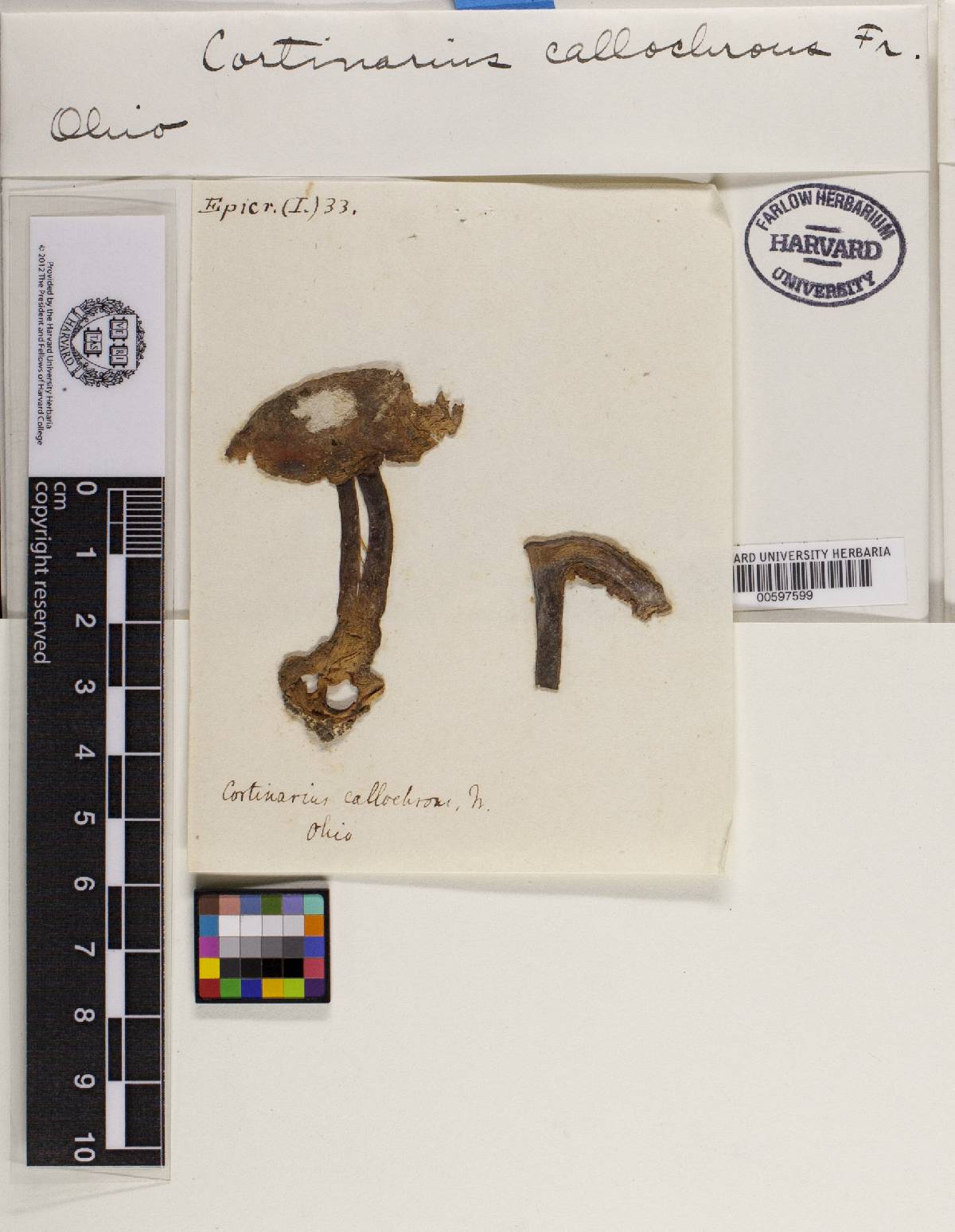 Cortinarius callochrous image