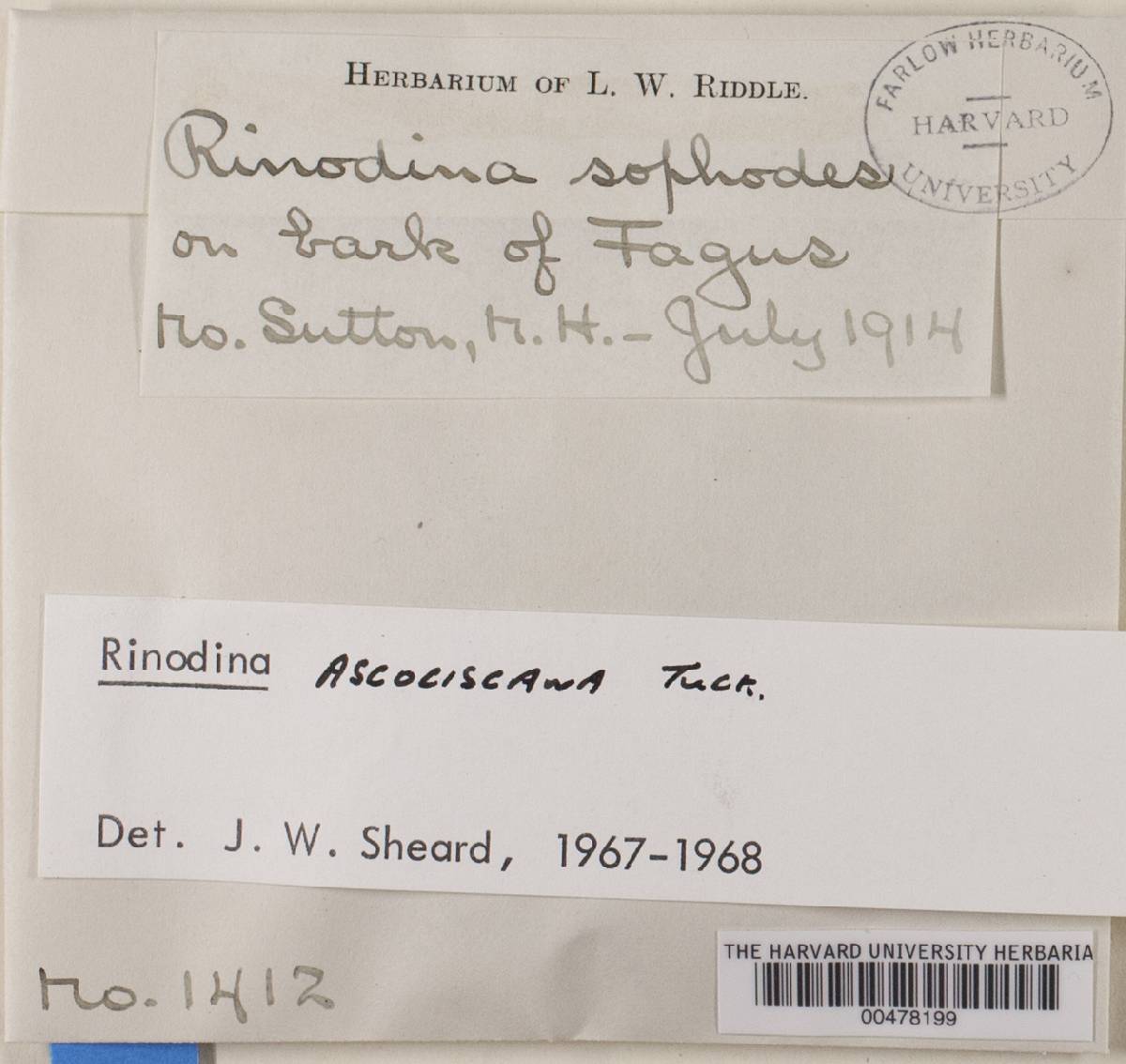 Rinodina ascociscana image