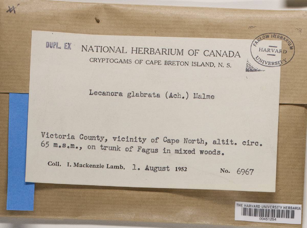 Lecanora glabrata image