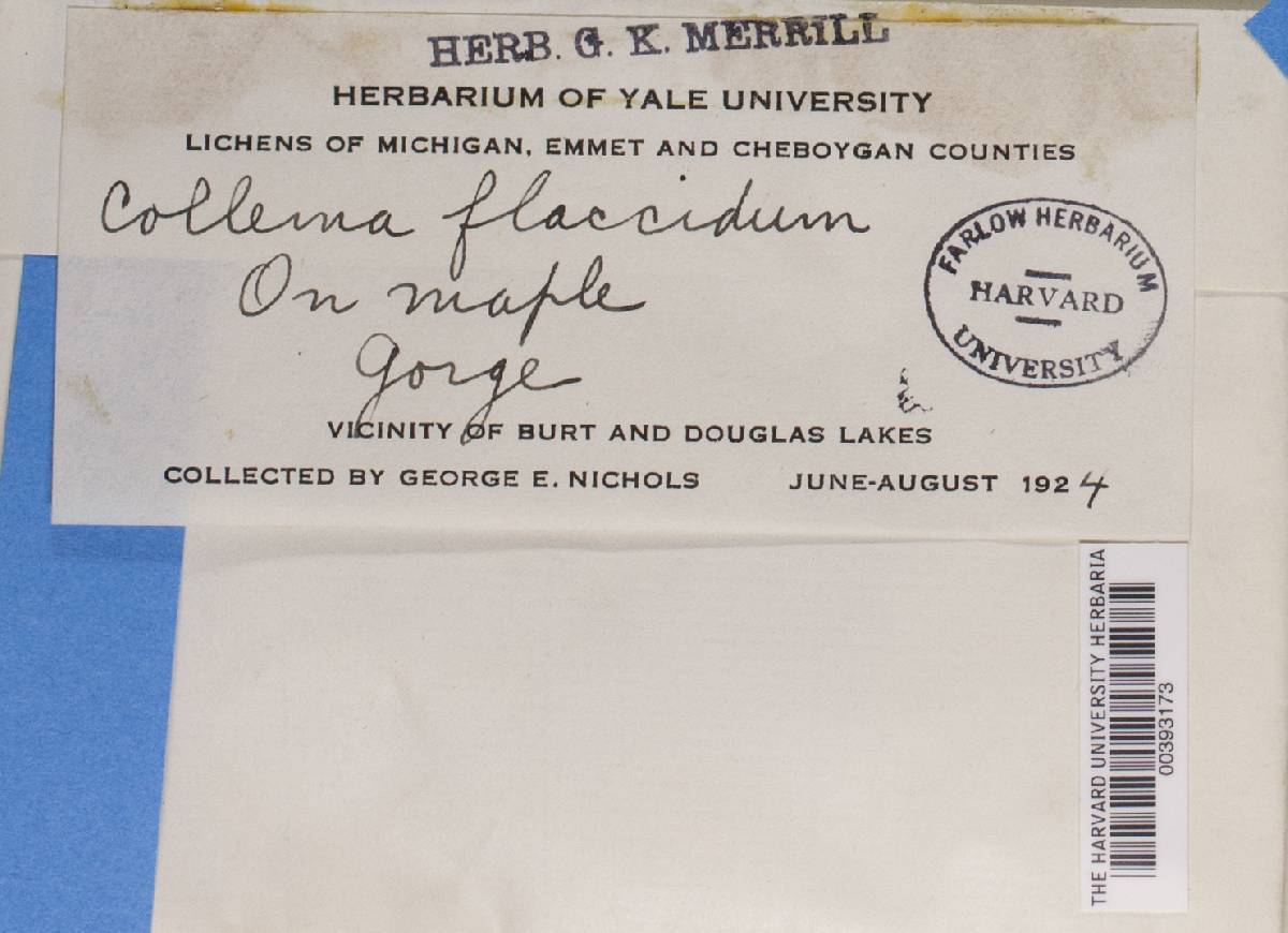 Collema flaccidum image