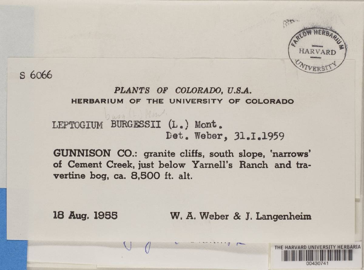 Leptogium burnetiae image