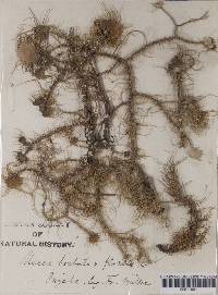 Usnea florida image