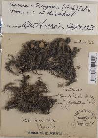 Usnea florida image