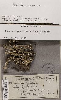 Cladonia phyllophora image