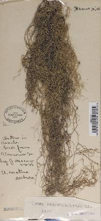 Usnea dasypoga image