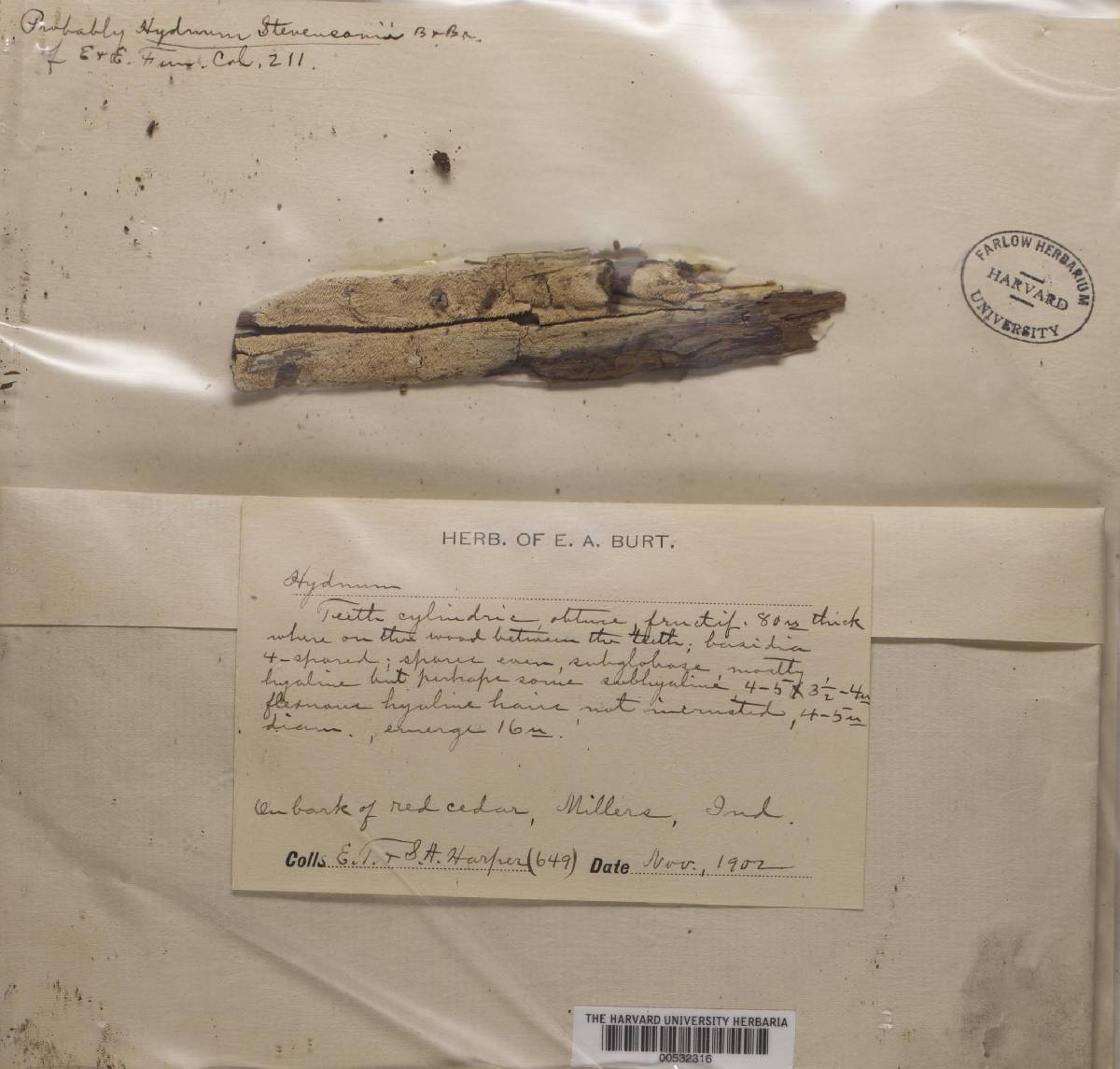 Hydnum stevensonii image