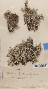 Cladonia furcata image