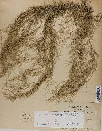 Usnea dasypoga image