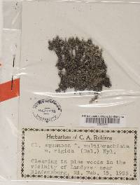 Cladonia squamosa image