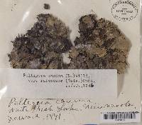 Peltigera rufescens image