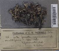 Cladonia furcata image