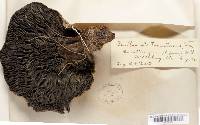 Tapinella atrotomentosa image