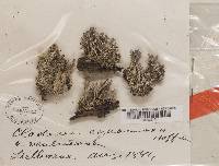 Cladonia squamosa image