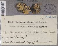 Parmelia saxatilis image