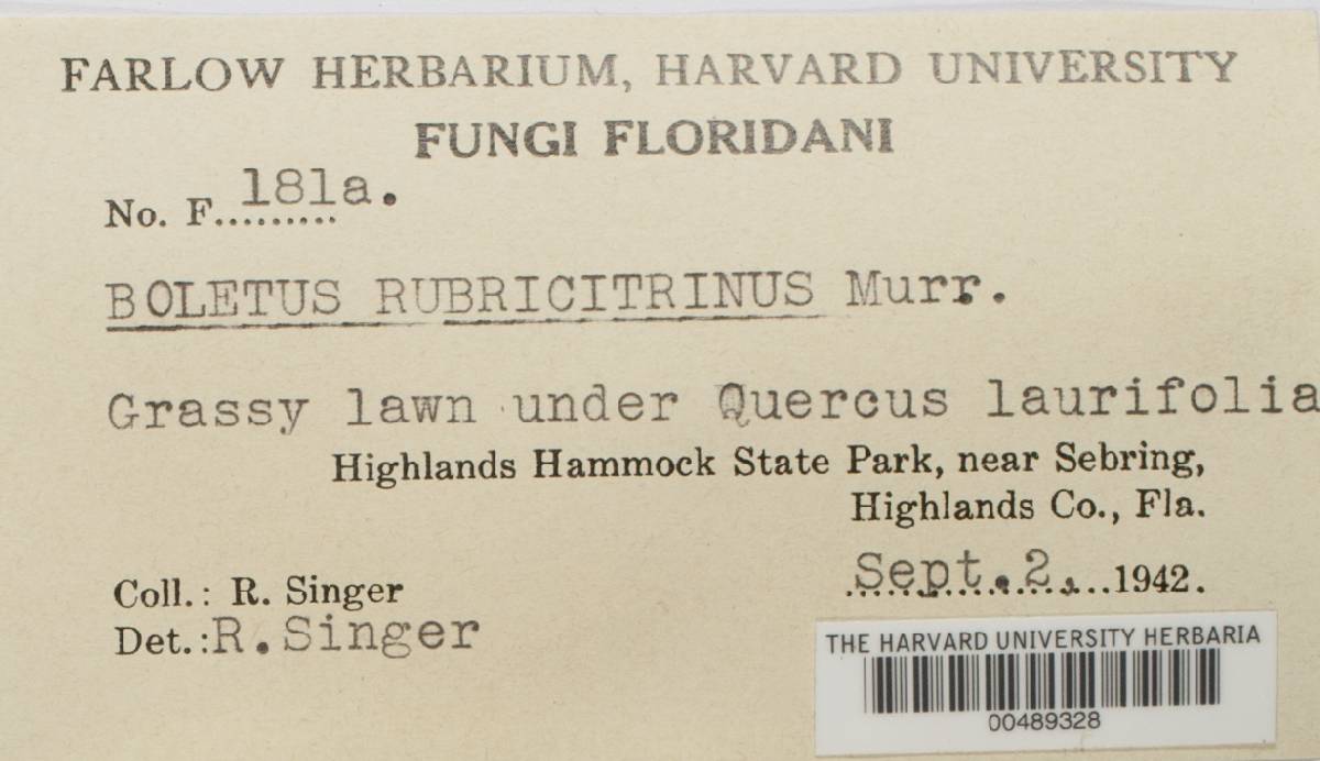 Boletus rubricitrinus image