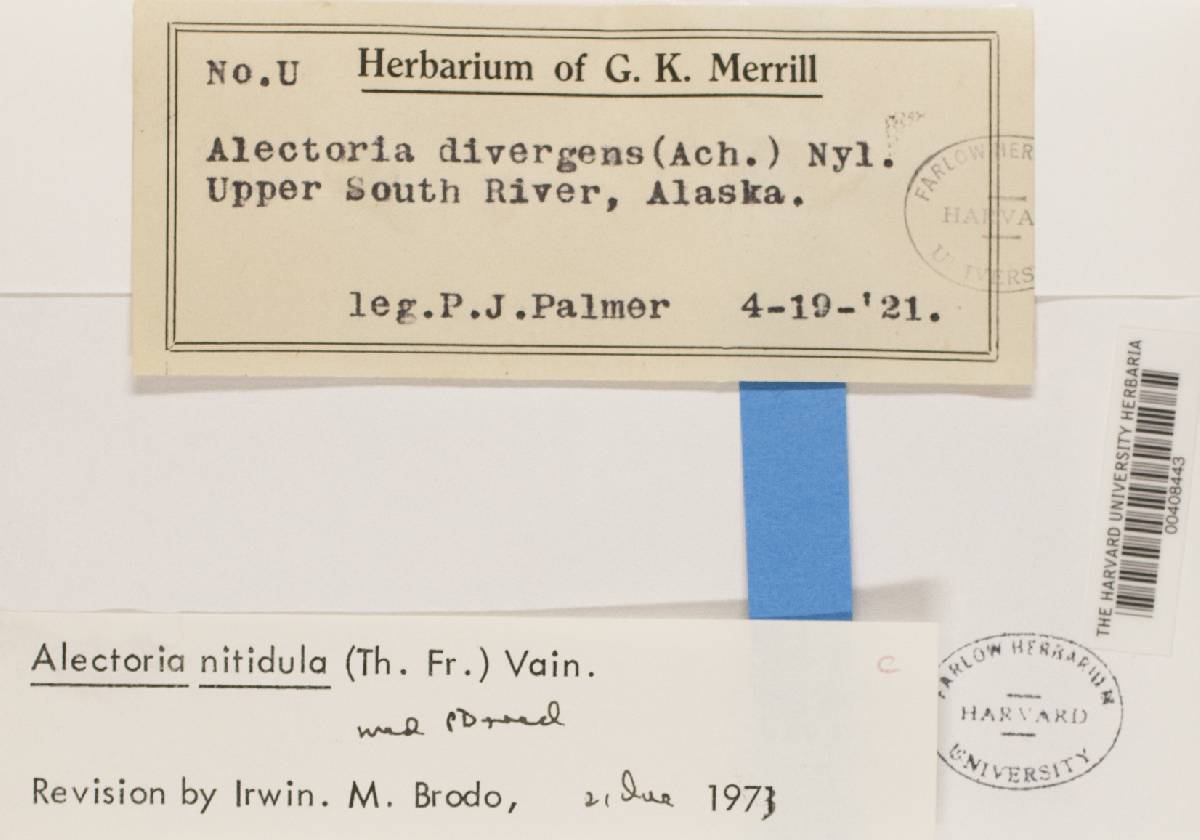 Bryoria nitidula image