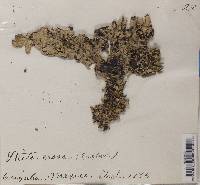 Lobaria ravenelii image