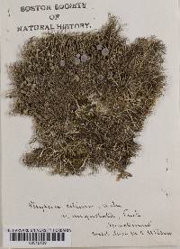Physcia ciliaris var. angustata image
