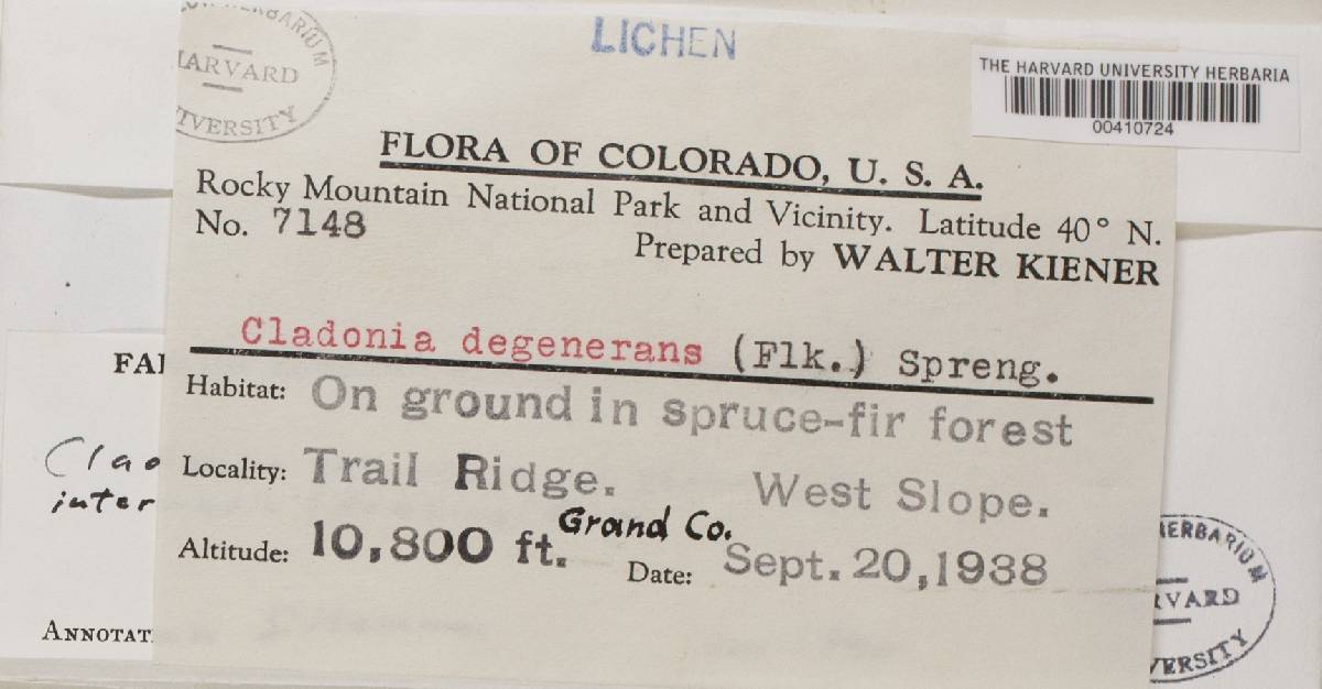 Cladonia ecmocyna subsp. intermedia image