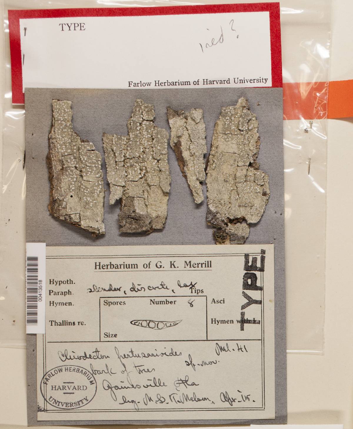 Chiodecton image