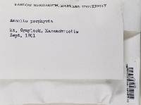 Amanita porphyria image
