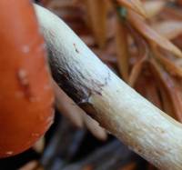 Leratiomyces ceres image