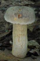 Retiboletus griseus image