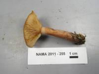 Lactarius camphoratus image