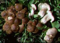 Tricholoma vaccinum image