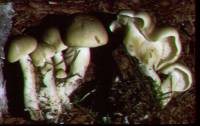 Tricholoma saponaceum image