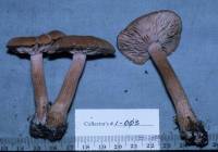 Laccaria laccata image