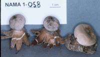 Geastrum pedicellatum image