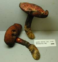 Image of Boletus flammans