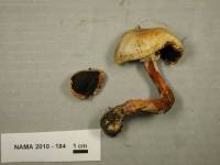 Agaricus silvicola image