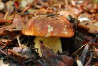 Image of Leccinum manzanitae