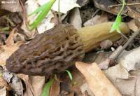 Morchella angusticeps image