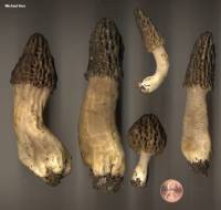 Morchella angusticeps image