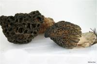 Image of Morchella capitata