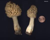 Image of Morchella cryptica