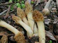 Morchella diminutiva image