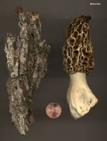 Morchella esculentoides image