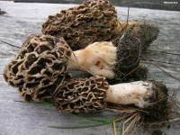 Morchella prava image