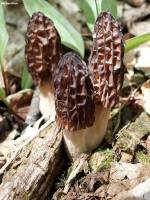 Morchella septentrionalis image