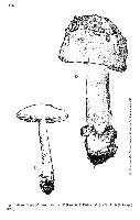 Amanita populiphila image